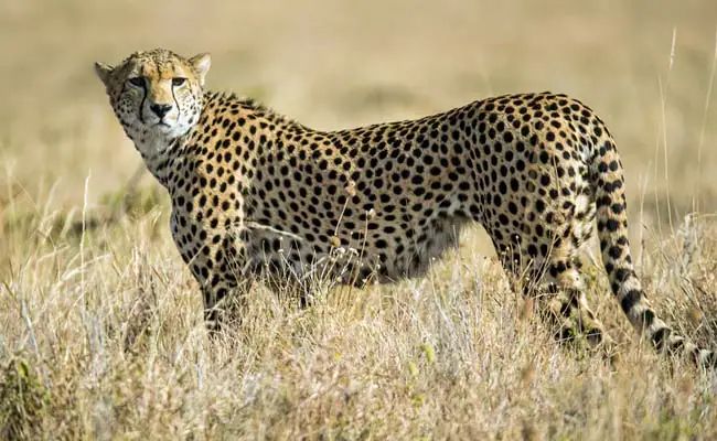 Kuno Cheetah Dhatri Died